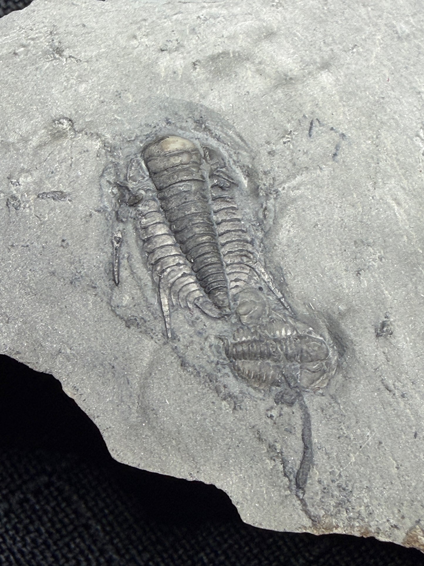 Trilobite (Irvingella species B) & an unnamed species - Bull River Valley, Cranbrook, British Columbia, Canada