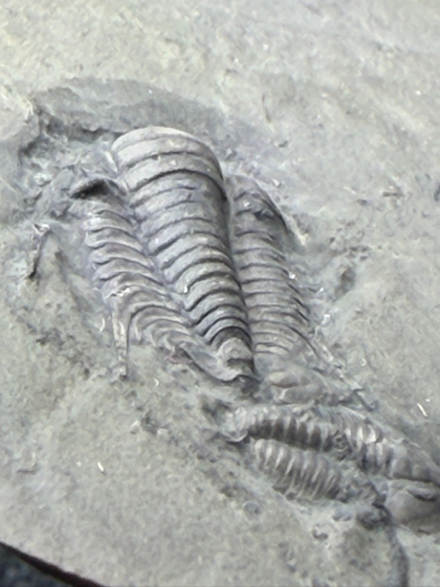 Trilobite (Irvingella species B) & an unnamed species - Bull River Valley, Cranbrook, British Columbia, Canada