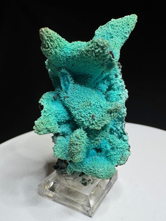 Chrysocolla after Azurite, Lupoto Mine, Kakumba, Haut-Katanga, DR Congo