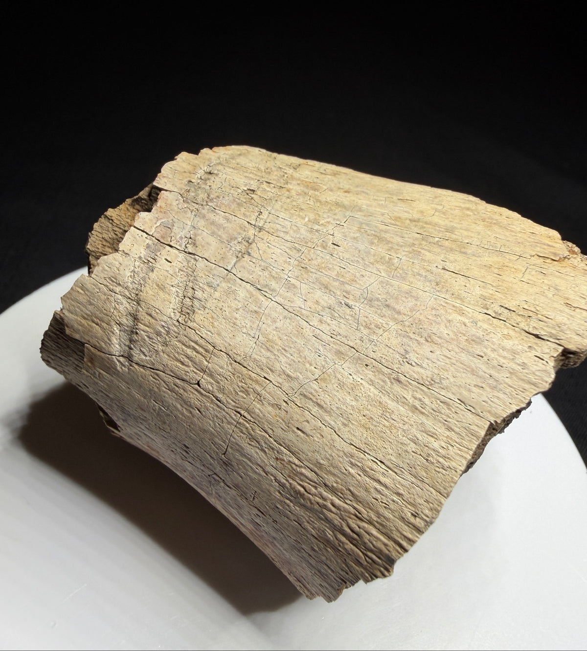 Dinosaur bone fragment with a possible tooth-mark groove across its curved surface, Harvey Negrich Collection, Alberta, HN1194.