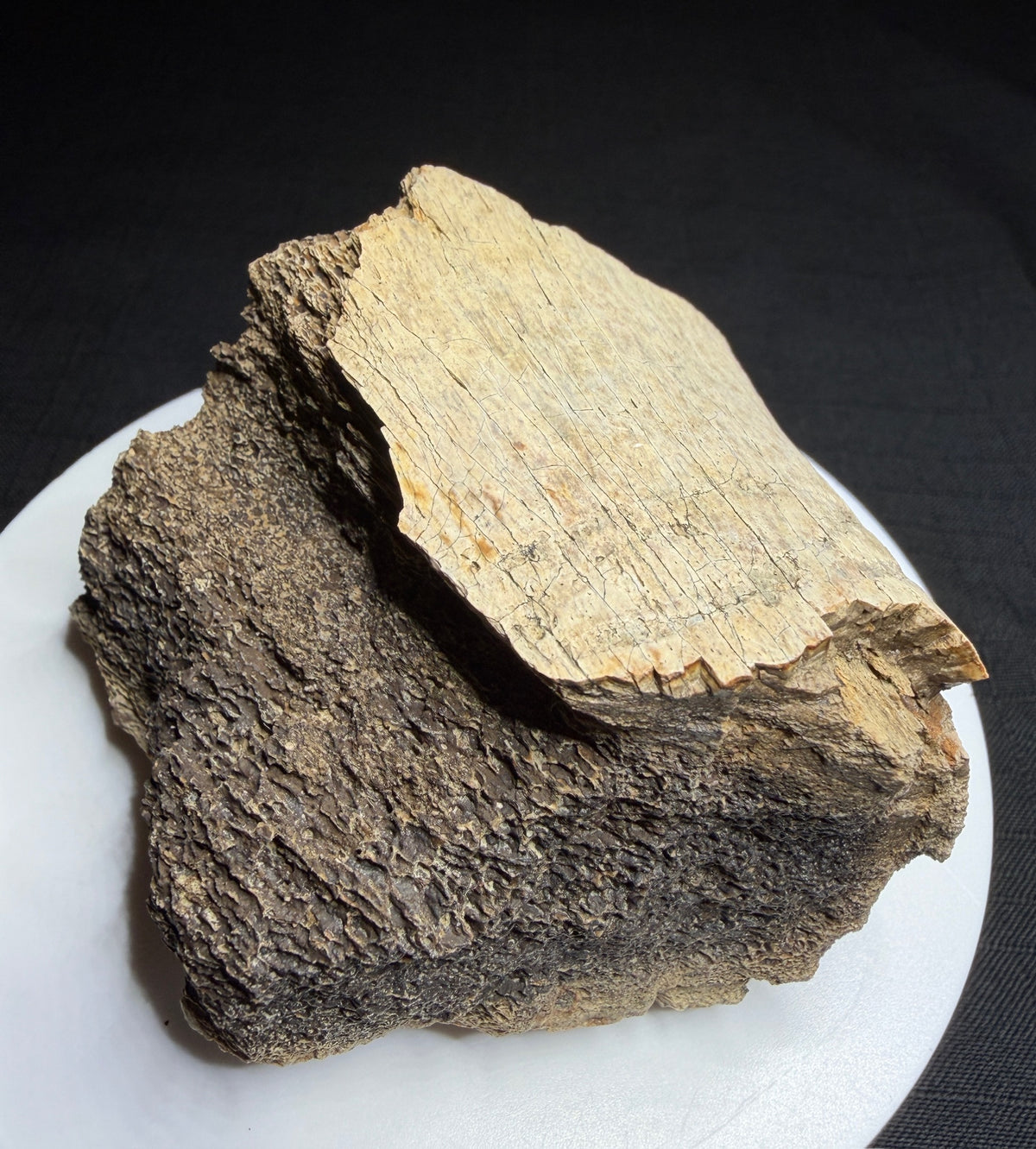 Dinosaur bone fragment with a possible tooth-mark groove across its curved surface, Harvey Negrich Collection, Alberta, HN1194.