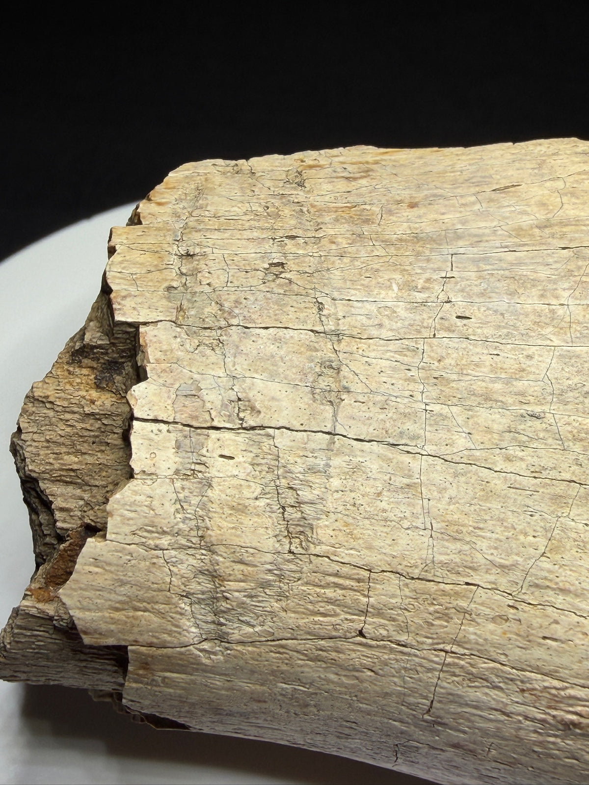 Dinosaur bone fragment with a possible tooth-mark groove across its curved surface, Harvey Negrich Collection, Alberta, HN1194.