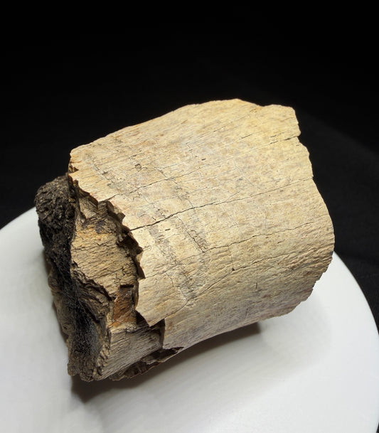 Dinosaur bone fragment with a possible tooth-mark groove across its curved surface, Harvey Negrich Collection, Alberta, HN1194.