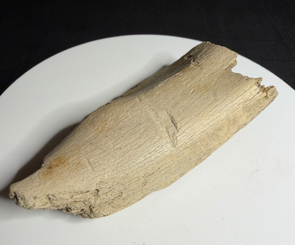 Dinosaur rib fragment from the Alberta badlands with collection label HN1086, Harvey Negrich Collection