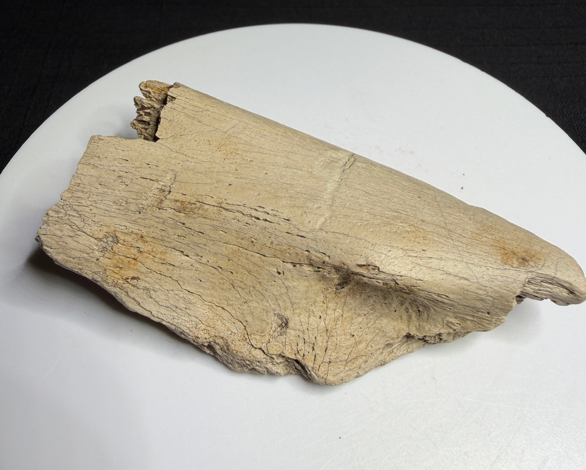 Dinosaur rib fragment from the Alberta badlands with collection label HN1086, Harvey Negrich Collection