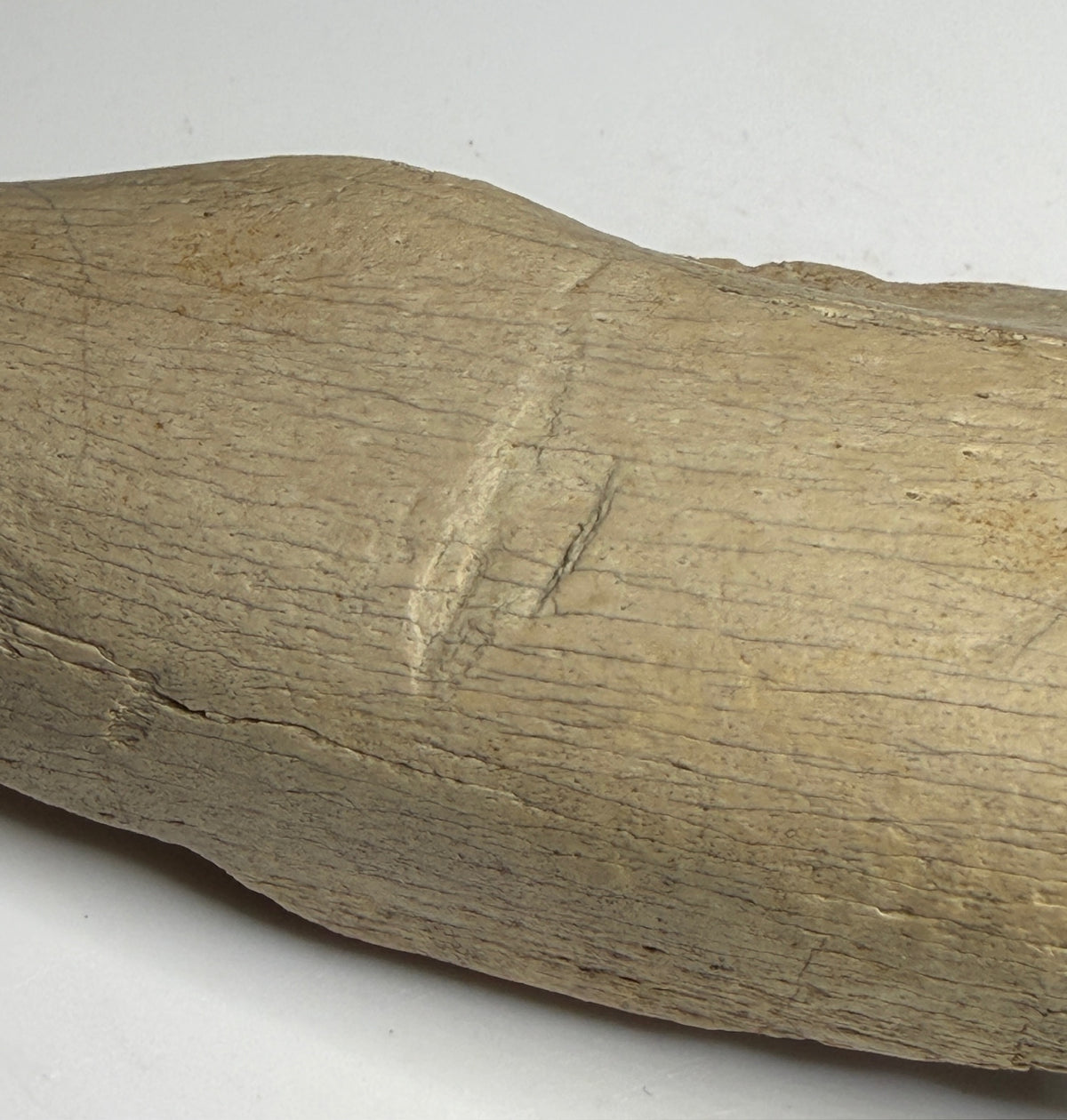 Close-up of a reported tooth mark crossing the surface of dinosaur rib specimen HN1086 from the Alberta badlands.