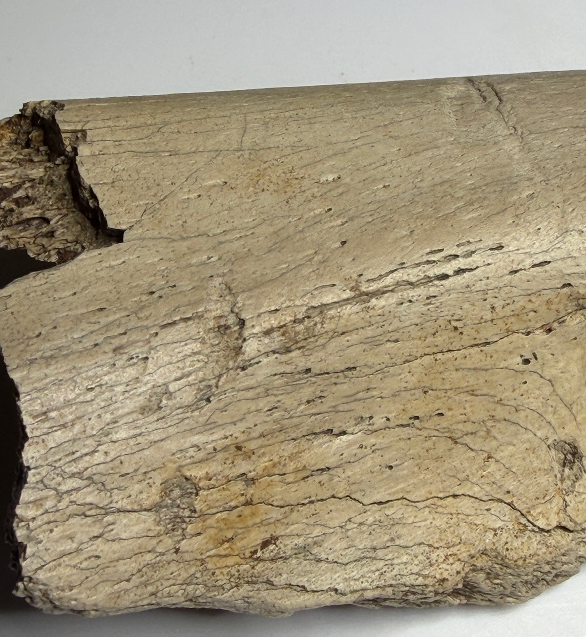 Close-up of a reported tooth mark crossing the surface of dinosaur rib specimen HN1086 from the Alberta badlands.