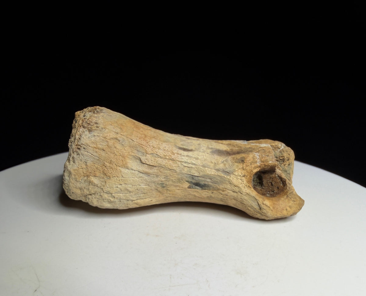 Dinosaur toe bone with a narrowed shaft and expanded ends, possibly hadrosaur, Harvey Negrich Collection, Alberta, HN1083.