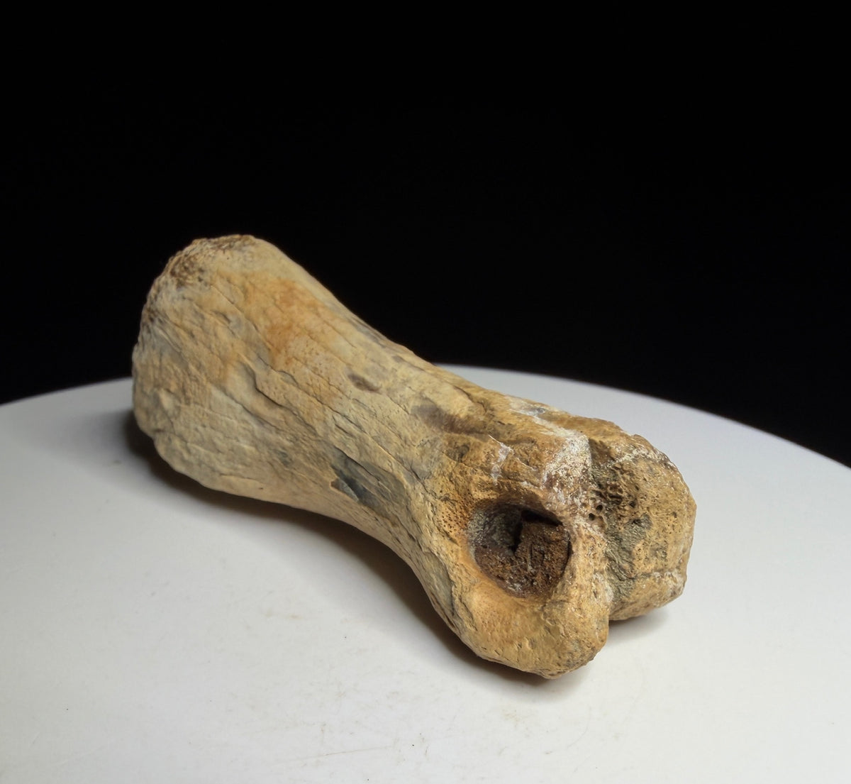 Dinosaur toe bone with a narrowed shaft and expanded ends, possibly hadrosaur, Harvey Negrich Collection, Alberta, HN1083.