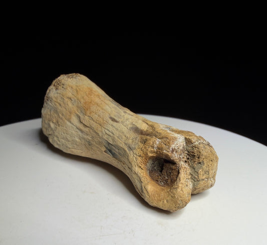 Dinosaur toe bone with a narrowed shaft and expanded ends, possibly hadrosaur, Harvey Negrich Collection, Alberta, HN1083.
