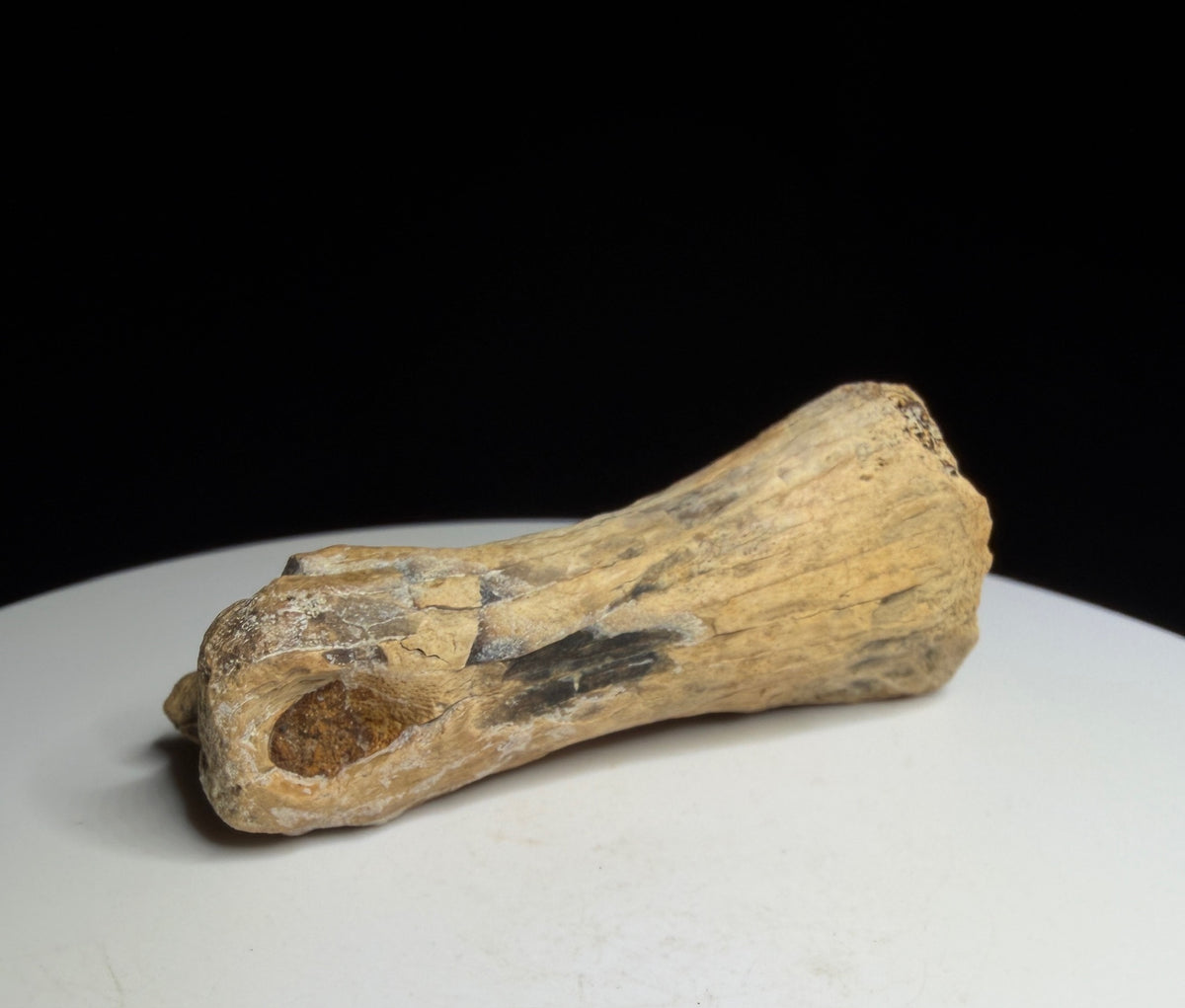 Dinosaur toe bone with a narrowed shaft and expanded ends, possibly hadrosaur, Harvey Negrich Collection, Alberta, HN1083.