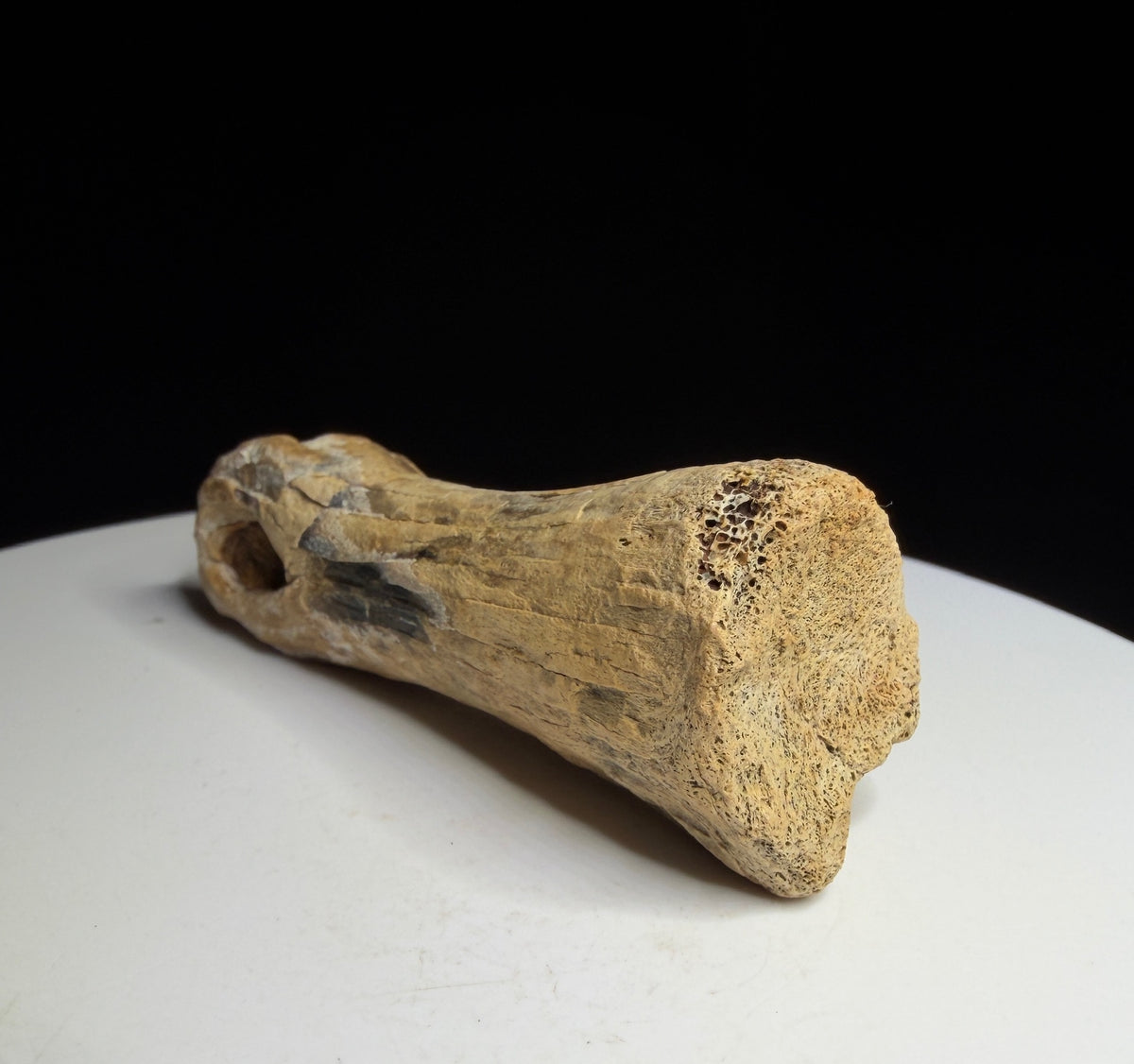 Dinosaur toe bone with a narrowed shaft and expanded ends, possibly hadrosaur, Harvey Negrich Collection, Alberta, HN1083.