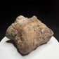 Dinosaur toe bone with collection label HN1047, tentatively attributed to an ankylosaur, Harvey Negrich Collection.
