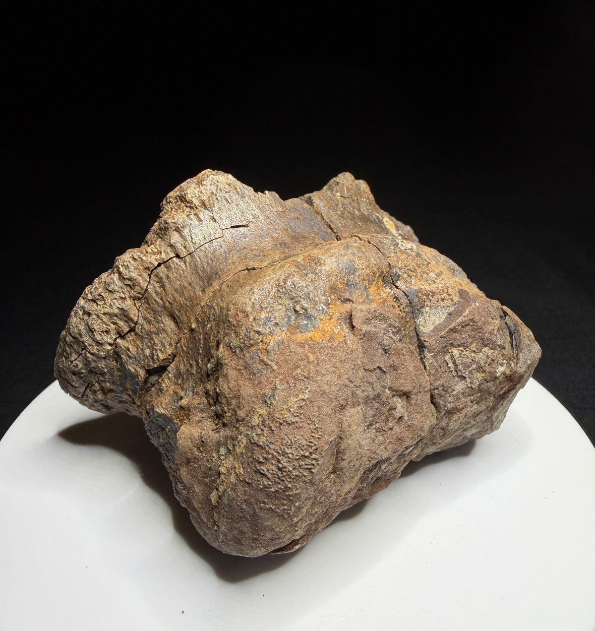 Dinosaur toe bone with collection label HN1047, tentatively attributed to an ankylosaur, Harvey Negrich Collection.