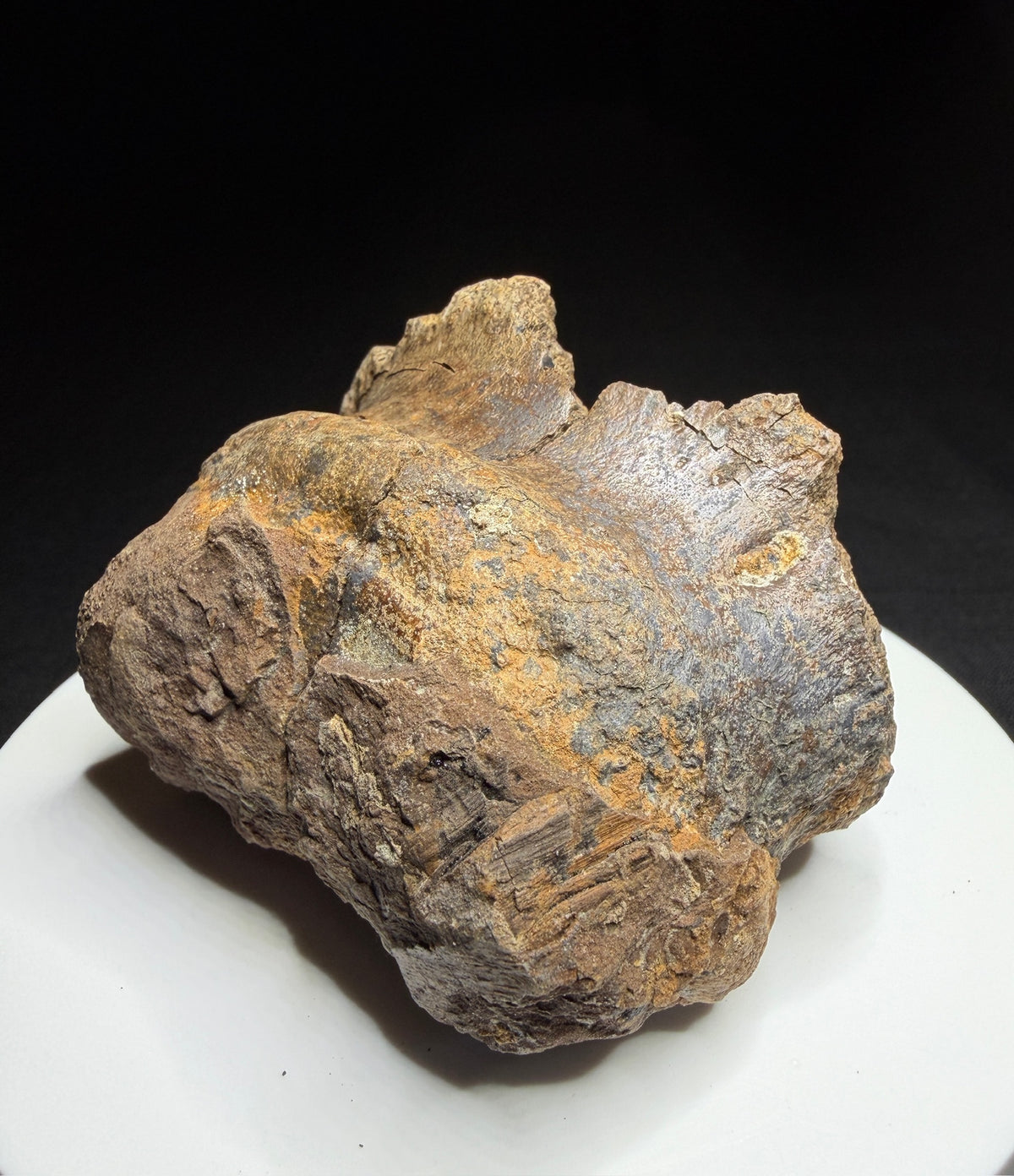 Dinosaur toe bone with collection label HN1047, tentatively attributed to an ankylosaur, Harvey Negrich Collection.