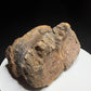Dinosaur toe bone with collection label HN1047, tentatively attributed to an ankylosaur, Harvey Negrich Collection.