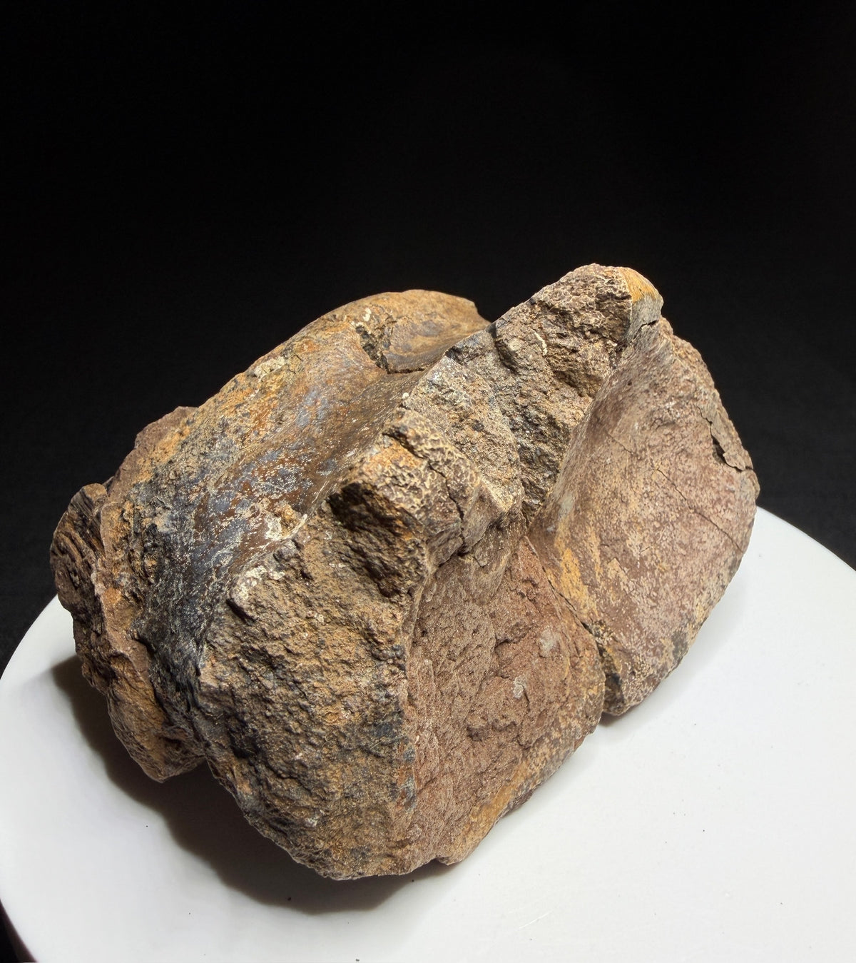 Dinosaur toe bone with collection label HN1047, tentatively attributed to an ankylosaur, Harvey Negrich Collection.