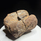 Dinosaur toe bone with collection label HN1047, tentatively attributed to an ankylosaur, Harvey Negrich Collection.