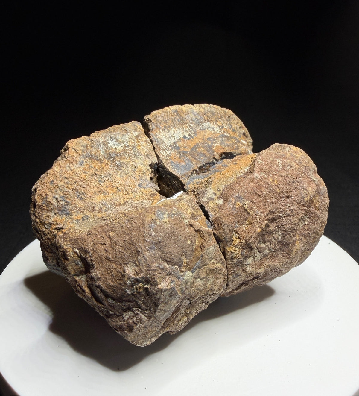 Dinosaur toe bone with collection label HN1047, tentatively attributed to an ankylosaur, Harvey Negrich Collection.