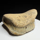 Edmontosaurus toe bone showing a concave joint surface and broad curved form, Harvey Negrich Collection, Alberta, HN679.