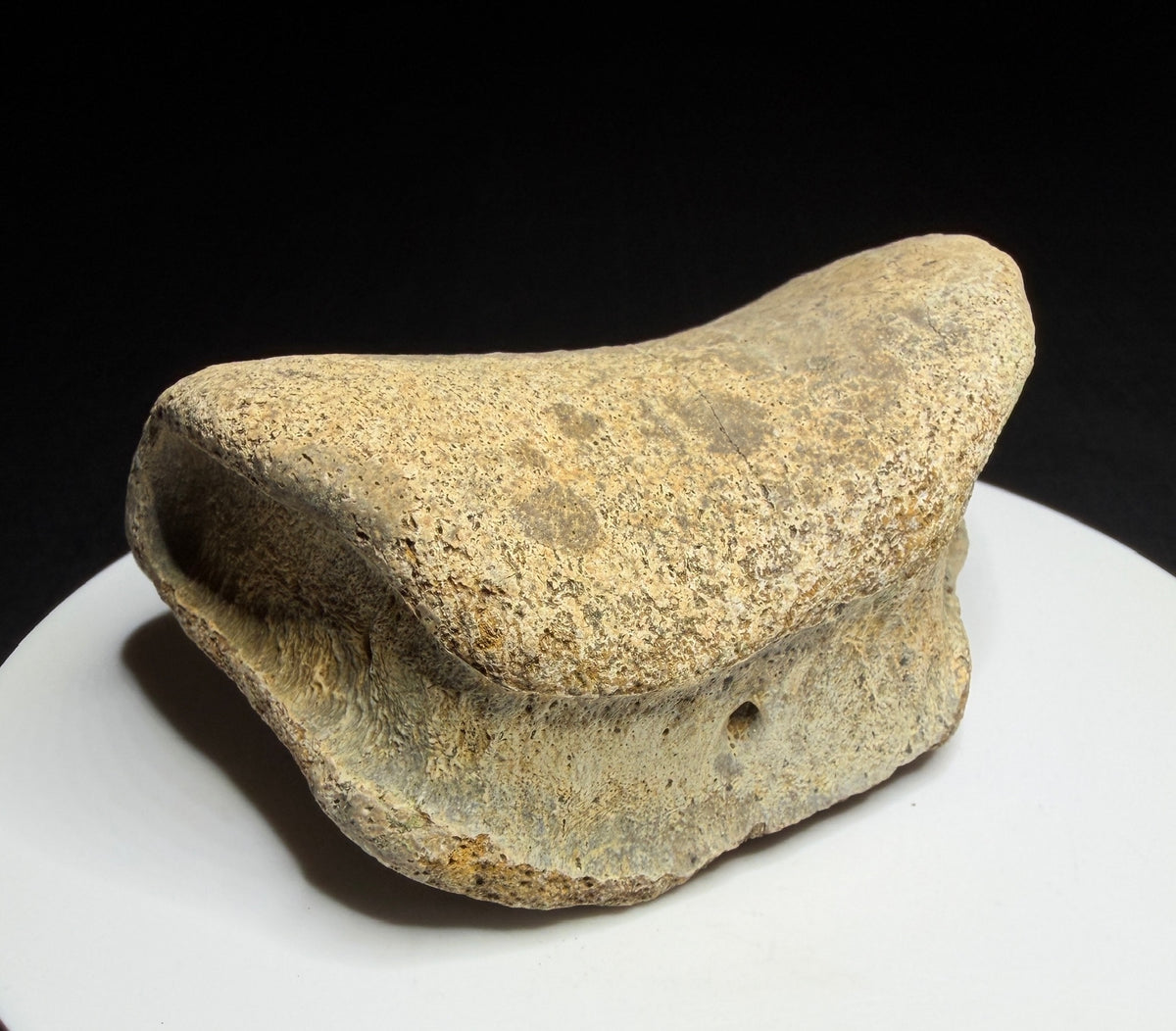 Edmontosaurus toe bone showing a concave joint surface and broad curved form, Harvey Negrich Collection, Alberta, HN679.