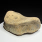 Edmontosaurus toe bone showing a concave joint surface and broad curved form, Harvey Negrich Collection, Alberta, HN679.