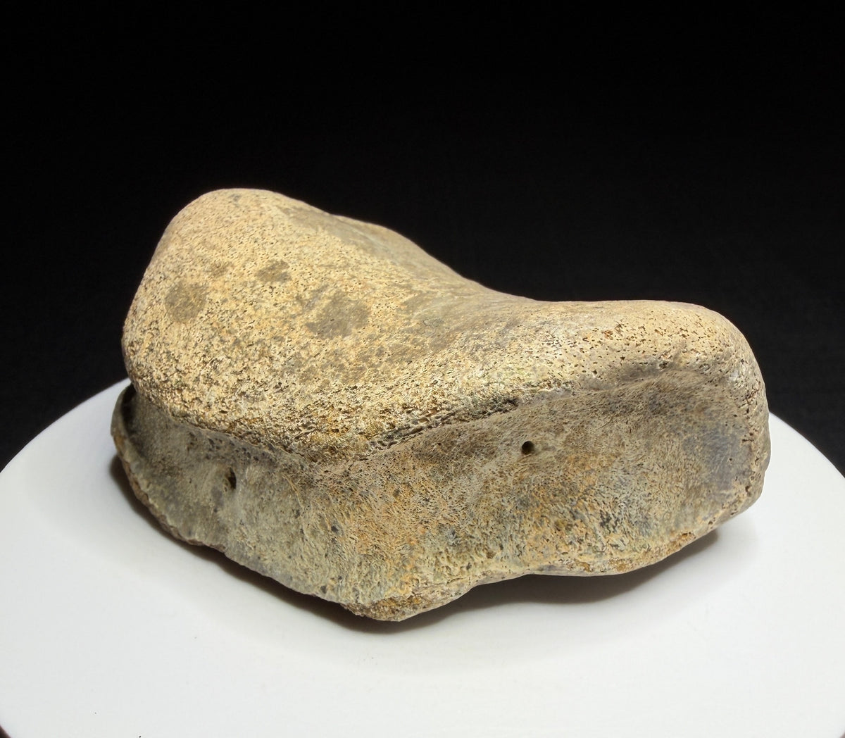 Edmontosaurus toe bone showing a concave joint surface and broad curved form, Harvey Negrich Collection, Alberta, HN679.