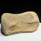 Edmontosaurus toe bone showing a concave joint surface and broad curved form, Harvey Negrich Collection, Alberta, HN679.