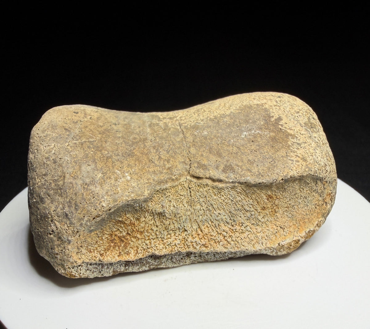 Edmontosaurus toe bone showing a concave joint surface and broad curved form, Harvey Negrich Collection, Alberta, HN679.