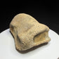 Edmontosaurus toe bone showing a concave joint surface and broad curved form, Harvey Negrich Collection, Alberta, HN679.