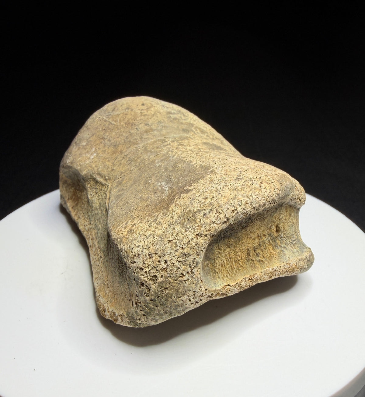Edmontosaurus toe bone showing a concave joint surface and broad curved form, Harvey Negrich Collection, Alberta, HN679.