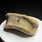 Edmontosaurus toe bone showing a concave joint surface and broad curved form, Harvey Negrich Collection, Alberta, HN679.