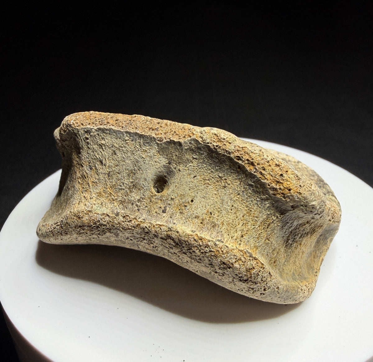 Edmontosaurus toe bone showing a concave joint surface and broad curved form, Harvey Negrich Collection, Alberta, HN679.