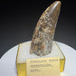 Fossilized dinosaur tooth from the Drumheller area of Alberta, Canada, showing a curved dark-brown crown and visible surface wear