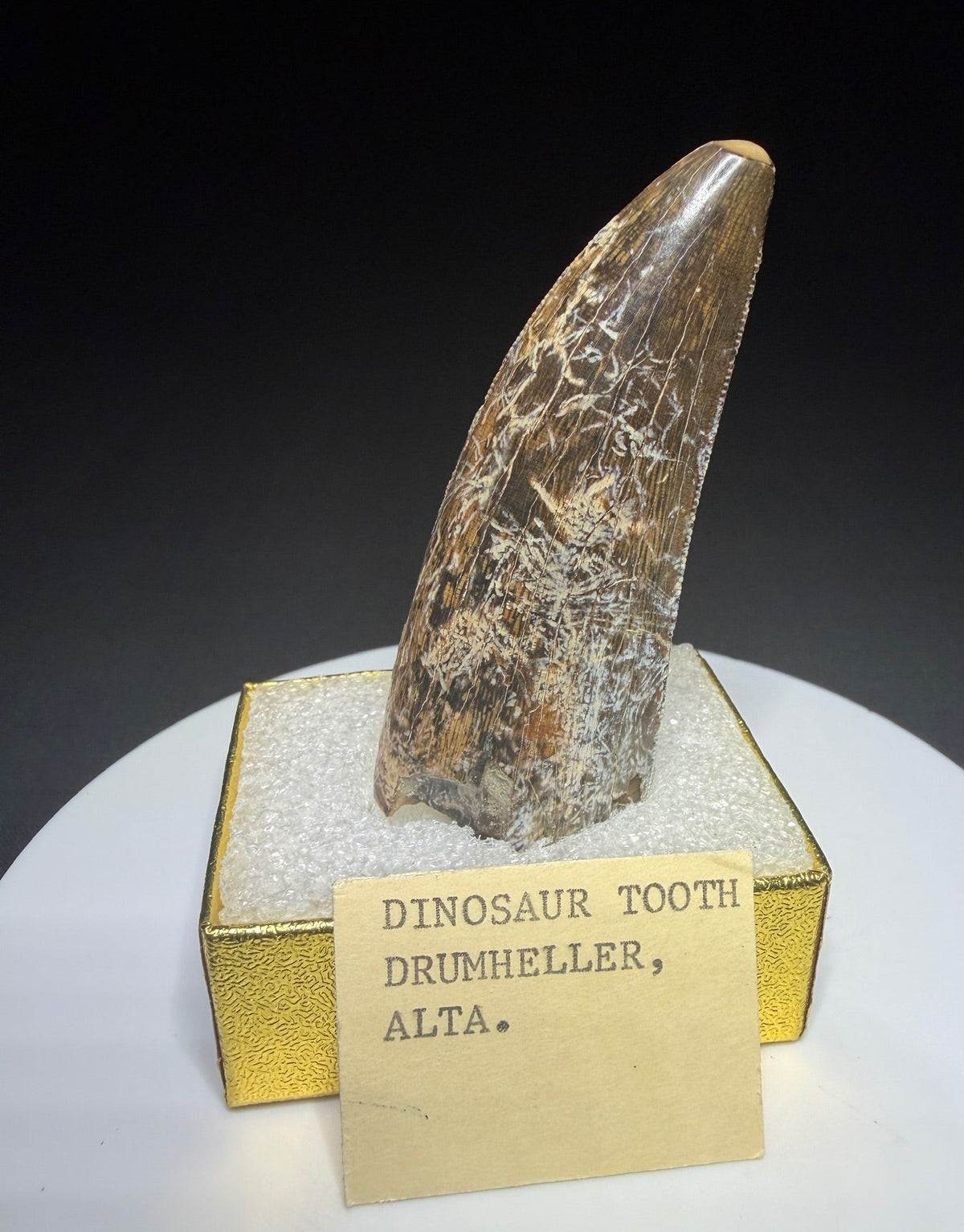 Fossilized dinosaur tooth from the Drumheller area of Alberta, Canada, showing a curved dark-brown crown and visible surface wear
