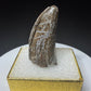 Partial fossilized dinosaur tooth from the Drumheller area of Alberta, Canada, with dark-brown coloration, surface fractures and a longitudinal break