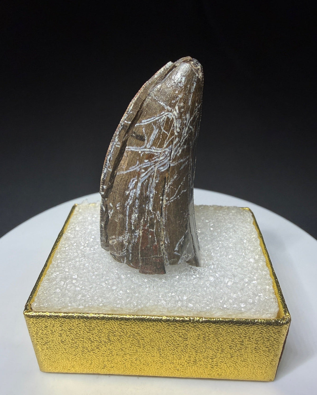 Partial fossilized dinosaur tooth from the Drumheller area of Alberta, Canada, with dark-brown coloration, surface fractures and a longitudinal break