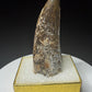 Fossilized dinosaur tooth from the Drumheller area of Alberta, Canada, showing a curved dark-brown crown and visible surface wear