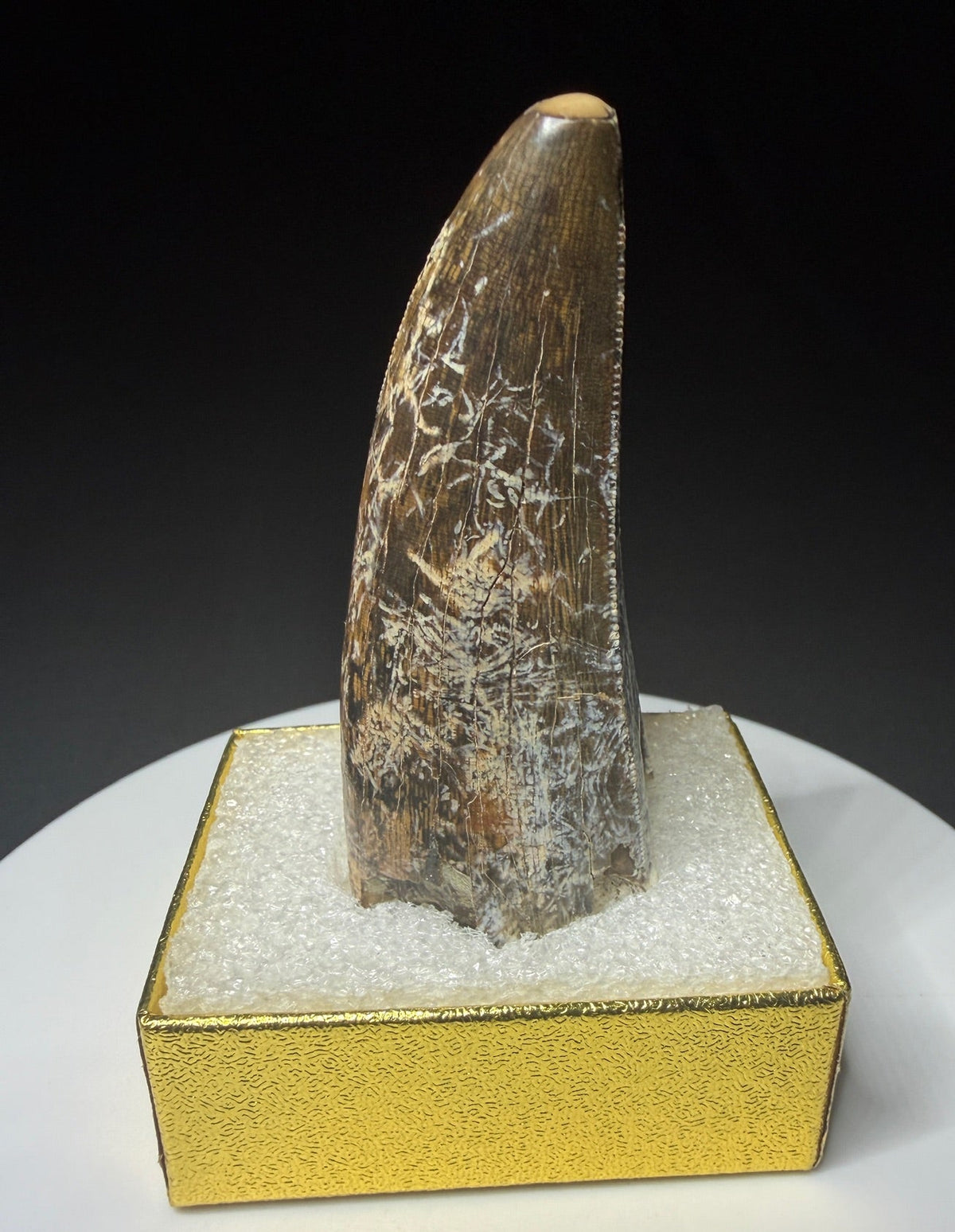 Fossilized dinosaur tooth from the Drumheller area of Alberta, Canada, showing a curved dark-brown crown and visible surface wear