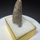 Partial fossilized dinosaur tooth from the Drumheller area of Alberta, Canada, with dark-brown coloration, surface fractures and a longitudinal break