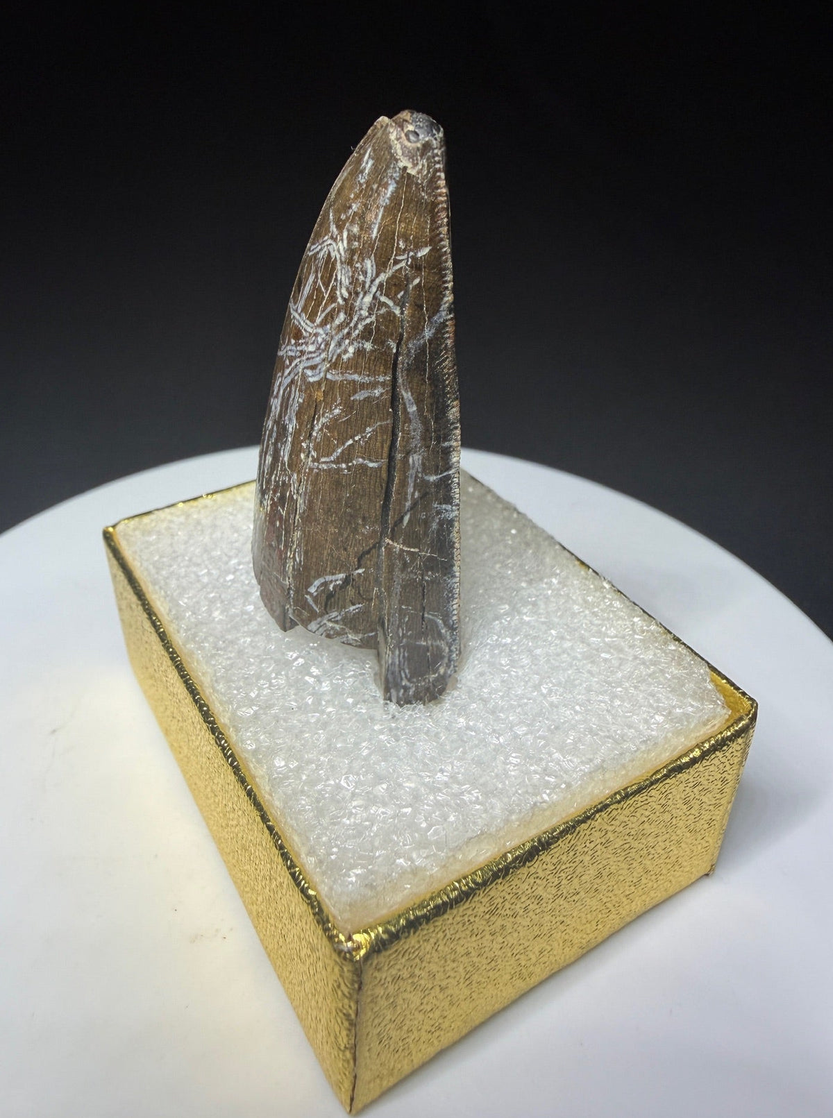 Partial fossilized dinosaur tooth from the Drumheller area of Alberta, Canada, with dark-brown coloration, surface fractures and a longitudinal break