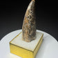 Fossilized dinosaur tooth from the Drumheller area of Alberta, Canada, showing a curved dark-brown crown and visible surface wear