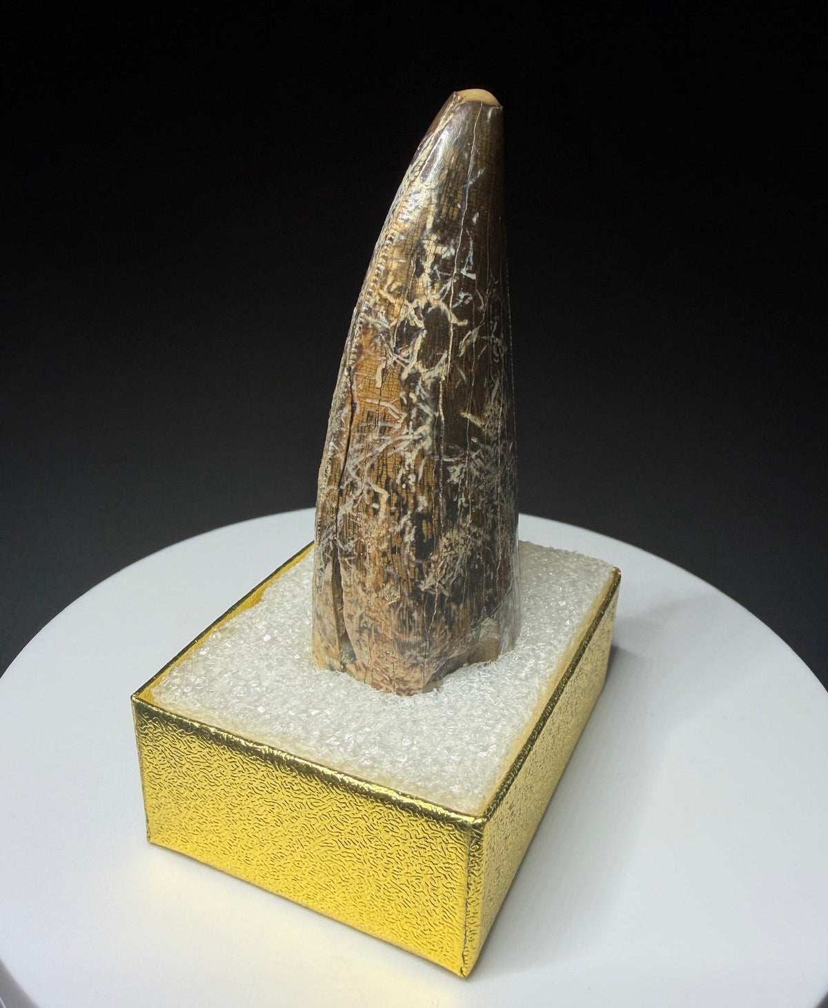 Fossilized dinosaur tooth from the Drumheller area of Alberta, Canada, showing a curved dark-brown crown and visible surface wear