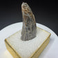 Partial fossilized dinosaur tooth from the Drumheller area of Alberta, Canada, with dark-brown coloration, surface fractures and a longitudinal break
