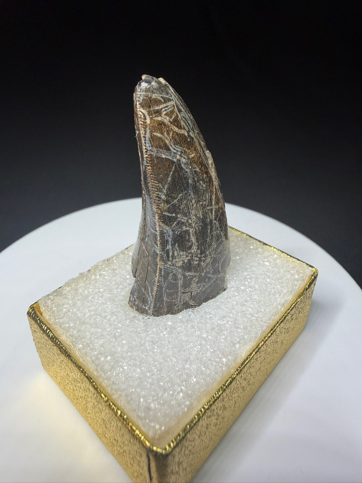 Partial fossilized dinosaur tooth from the Drumheller area of Alberta, Canada, with dark-brown coloration, surface fractures and a longitudinal break