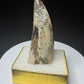 Fossilized dinosaur tooth from the Drumheller area of Alberta, Canada, showing a curved dark-brown crown and visible surface wear