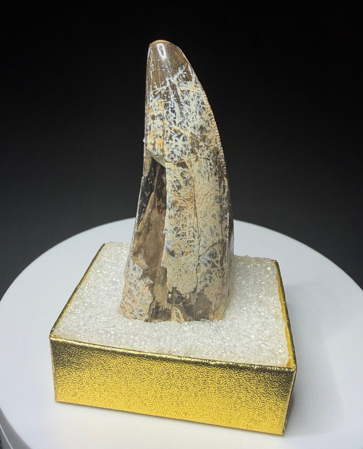 Fossilized dinosaur tooth from the Drumheller area of Alberta, Canada, showing a curved dark-brown crown and visible surface wear