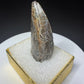 Partial fossilized dinosaur tooth from the Drumheller area of Alberta, Canada, with dark-brown coloration, surface fractures and a longitudinal break
