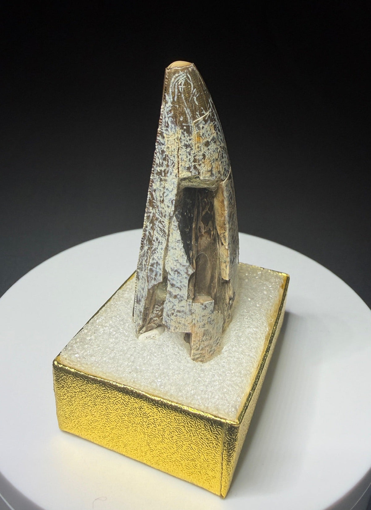 Fossilized dinosaur tooth from the Drumheller area of Alberta, Canada, showing a curved dark-brown crown and visible surface wear