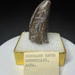 Partial fossilized dinosaur tooth from the Drumheller area of Alberta, Canada, with dark-brown coloration, surface fractures and a longitudinal break